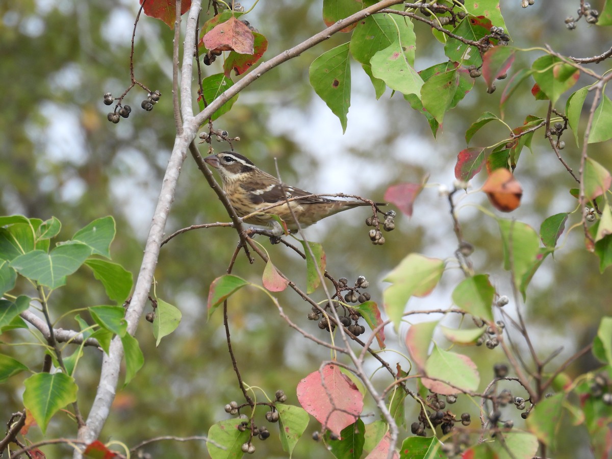 Rose-breasted Grosbeak - ML644494360