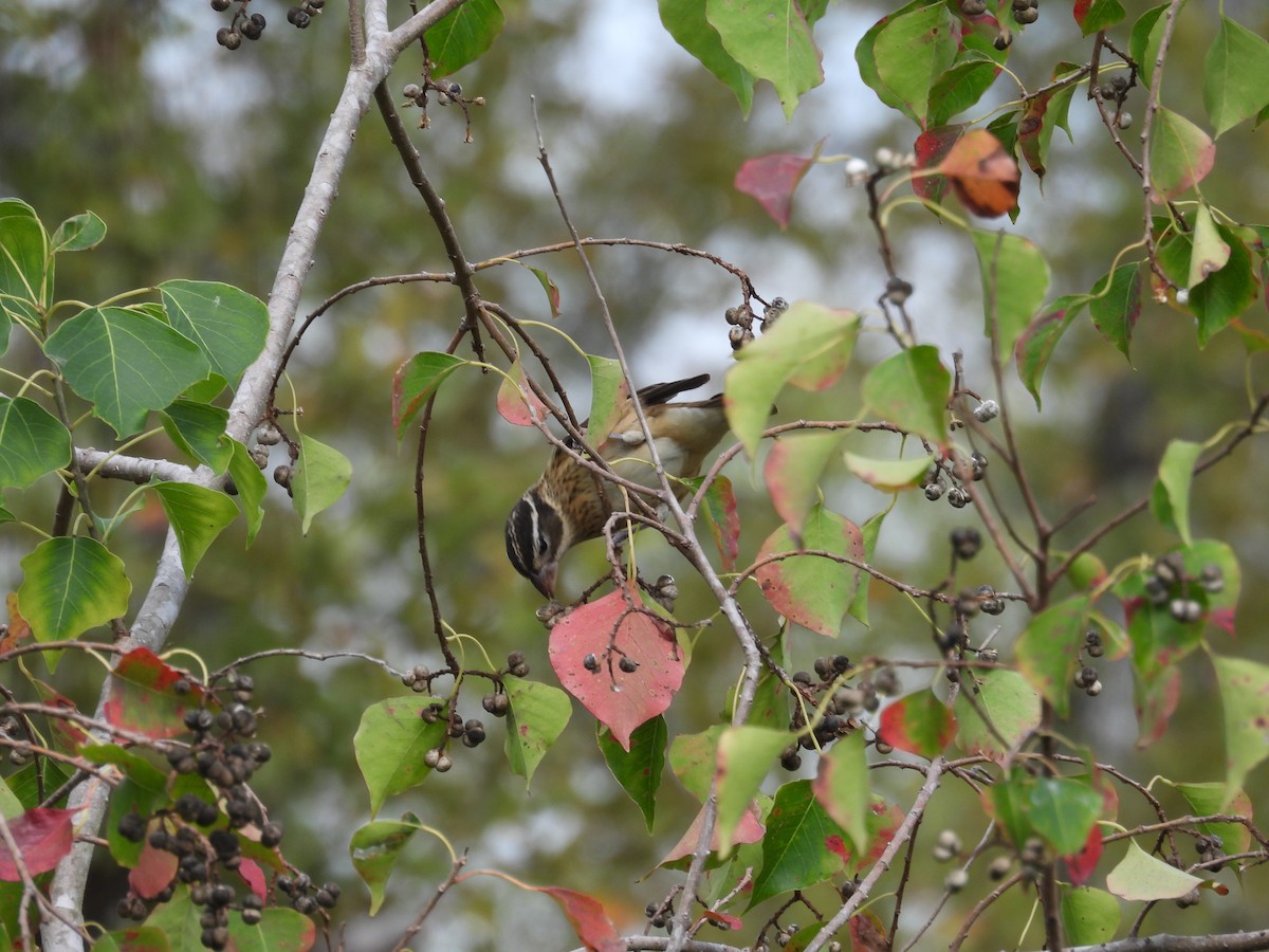 Rose-breasted Grosbeak - ML644494361