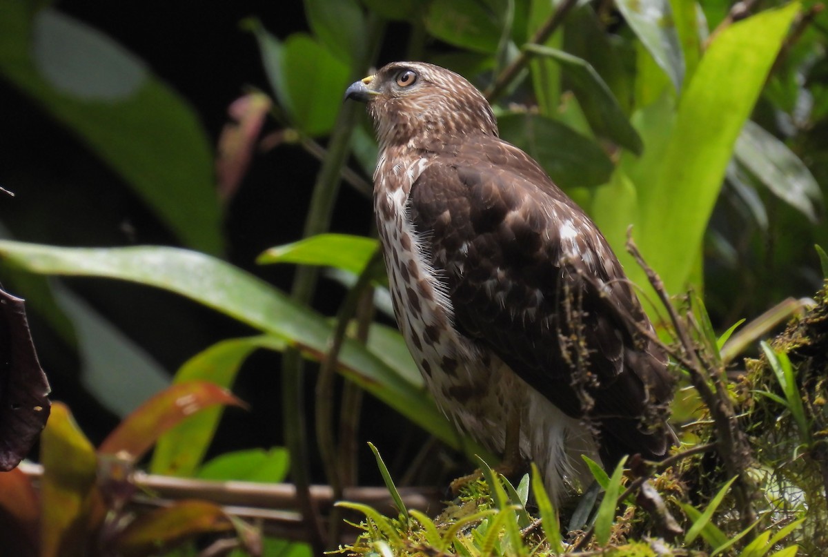 Busardo Aliancho - ML644494362