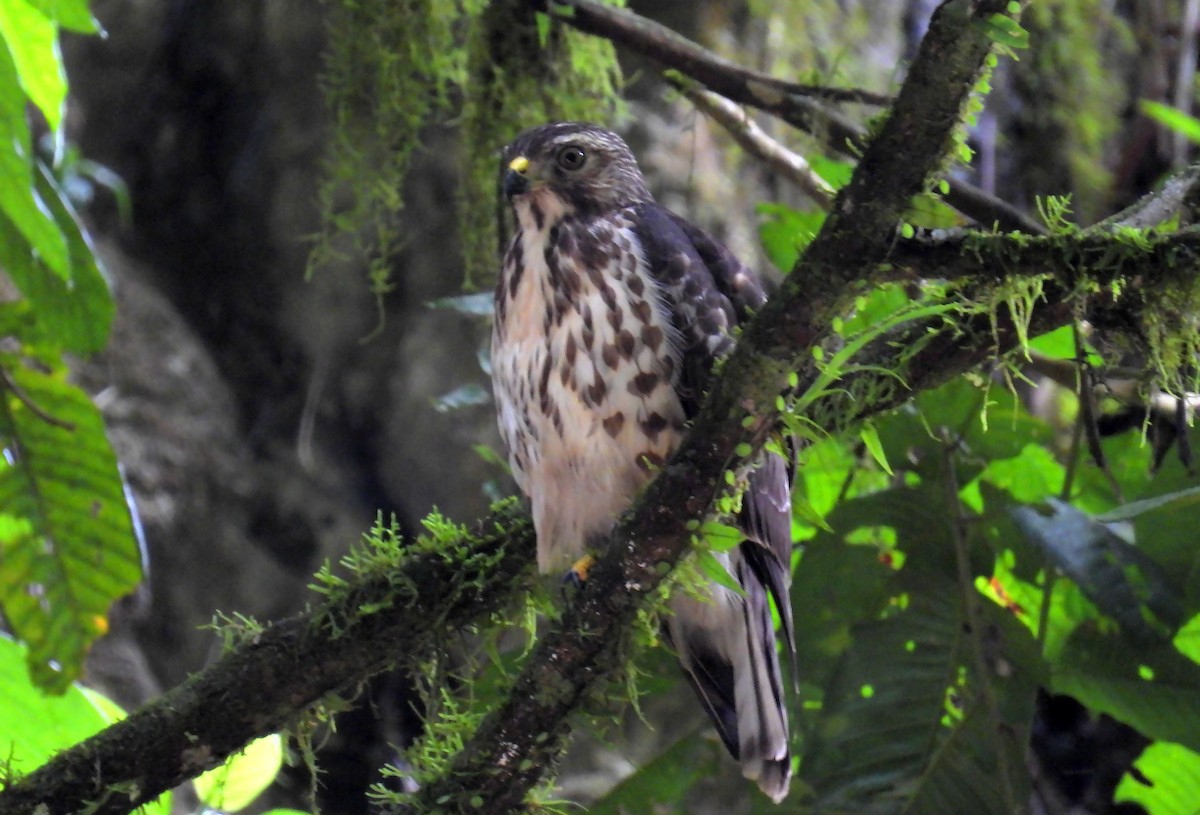 Busardo Aliancho - ML644494363