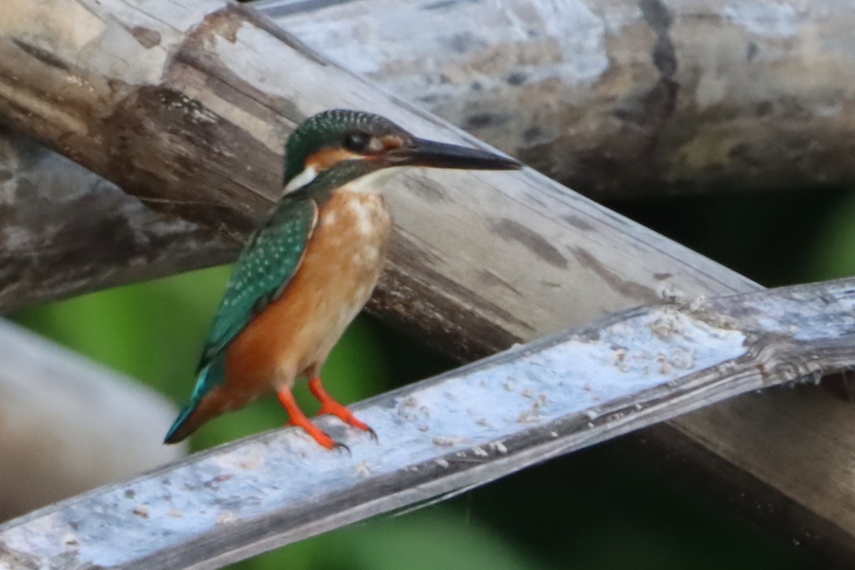 カワセミ - ML644494369