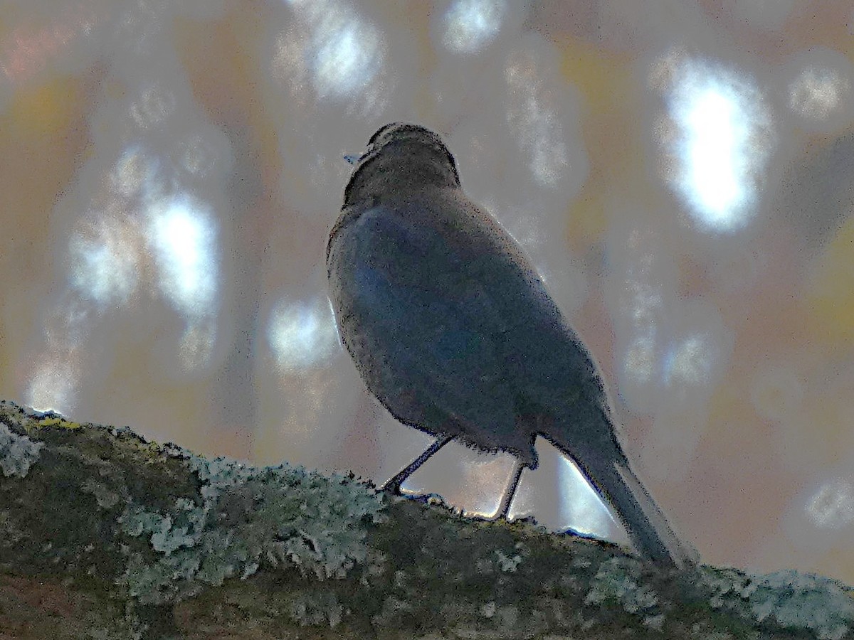 Rusty Blackbird - ML644494370