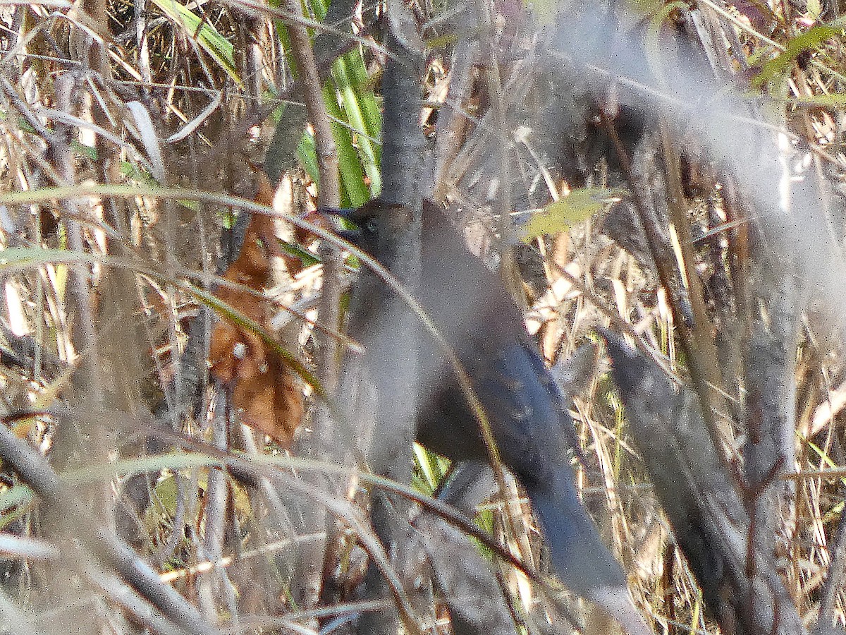 Rusty Blackbird - ML644494371