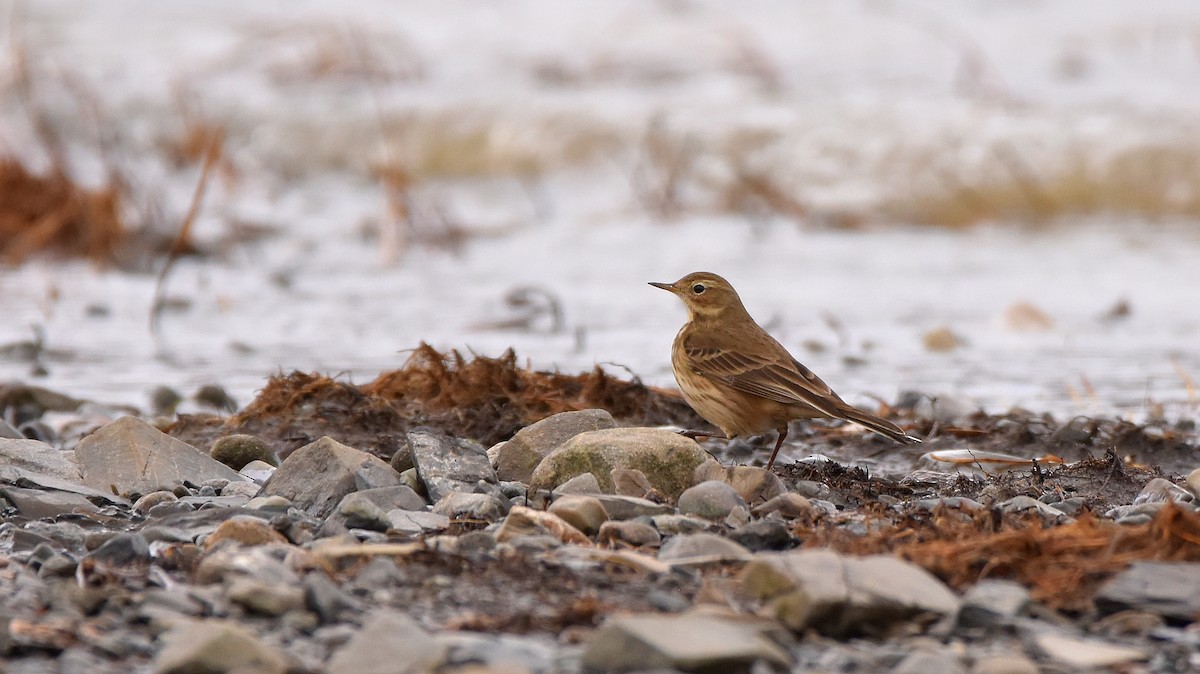 Amerikapieper - ML644494373