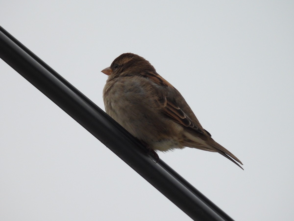 Haussperling - ML644494376