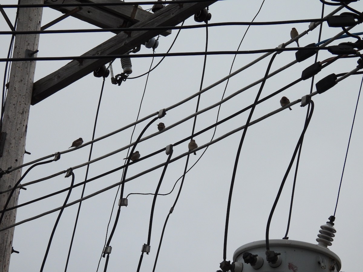 Haussperling - ML644494378