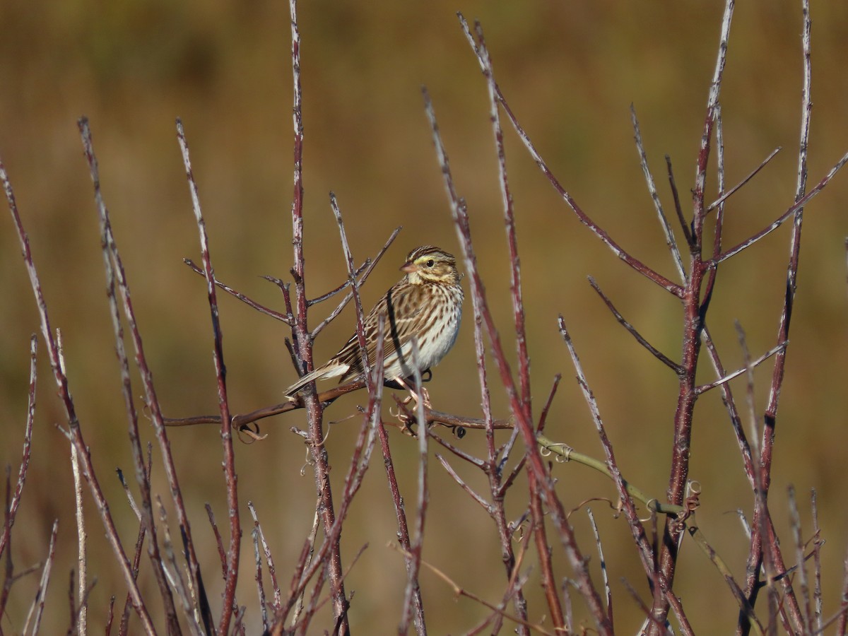 Grasammer - ML644494380