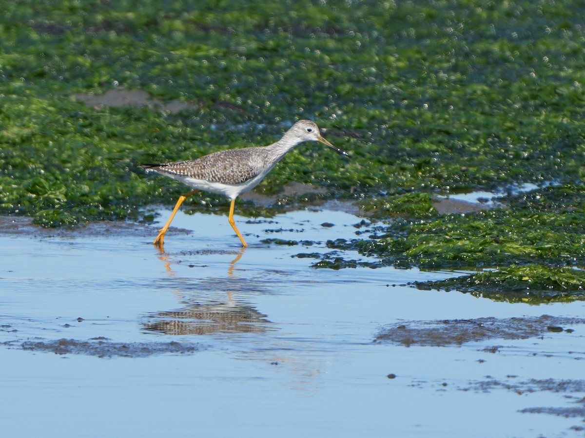 Tüpfelgelbschenkel - ML644494381