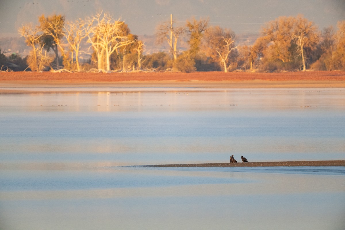 Weißkopf-Seeadler - ML644494382