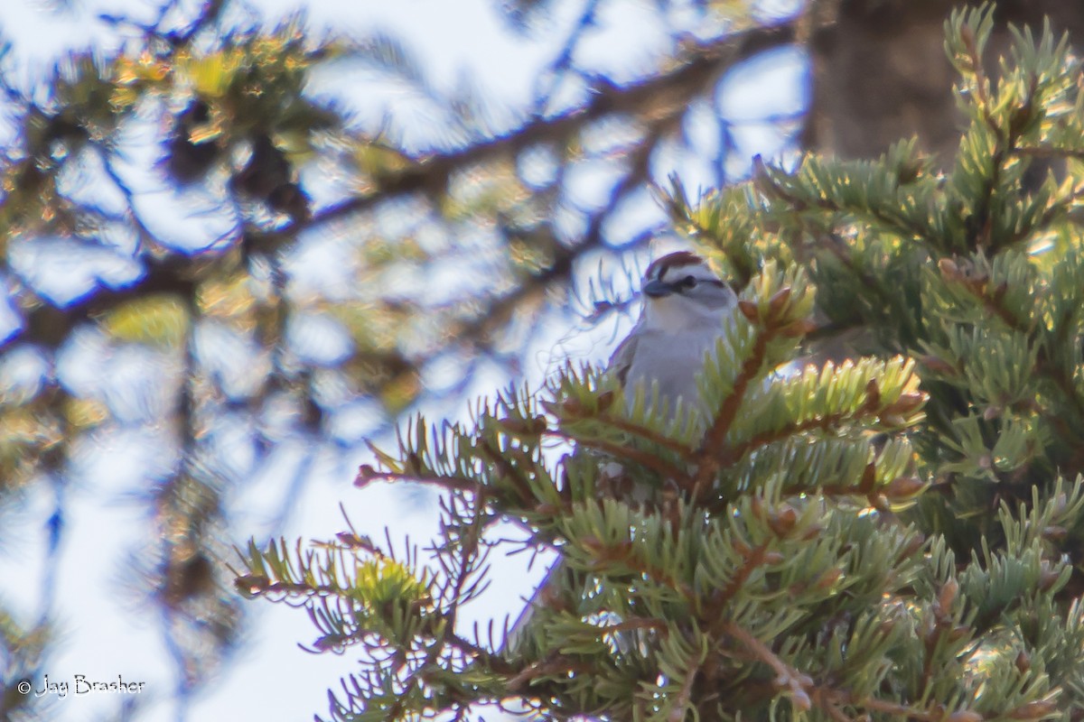 Chipping Sparrow - ML644494383