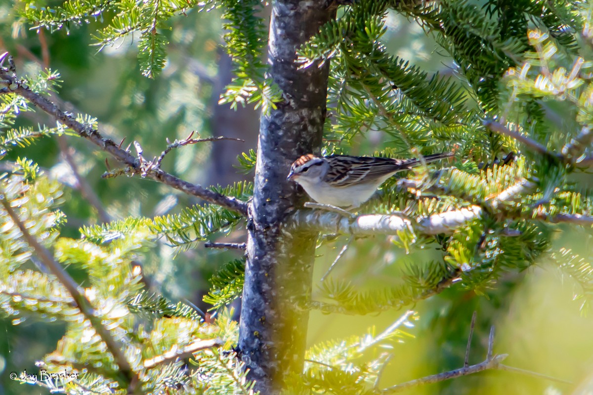 Chipping Sparrow - ML644494384
