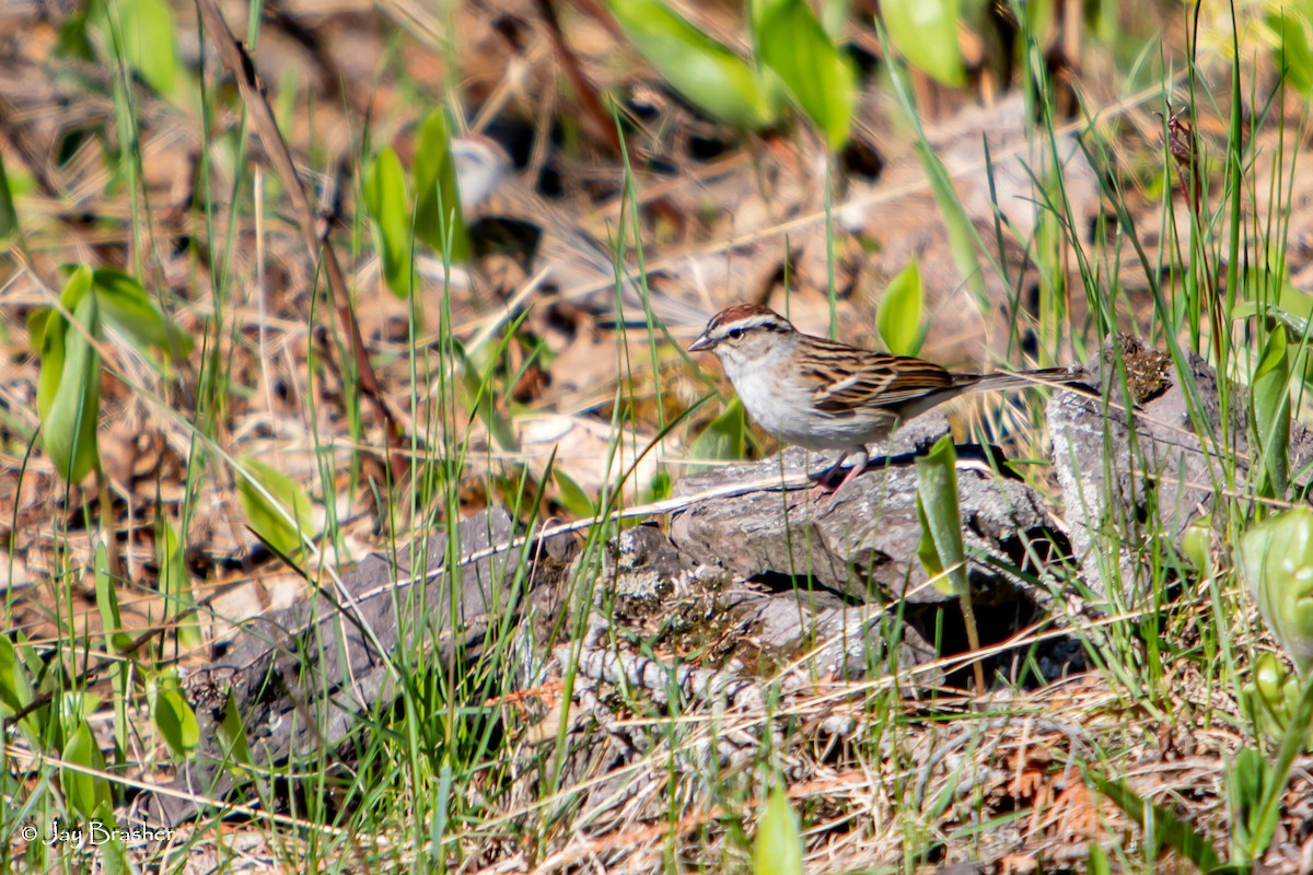 Chipping Sparrow - ML644494385