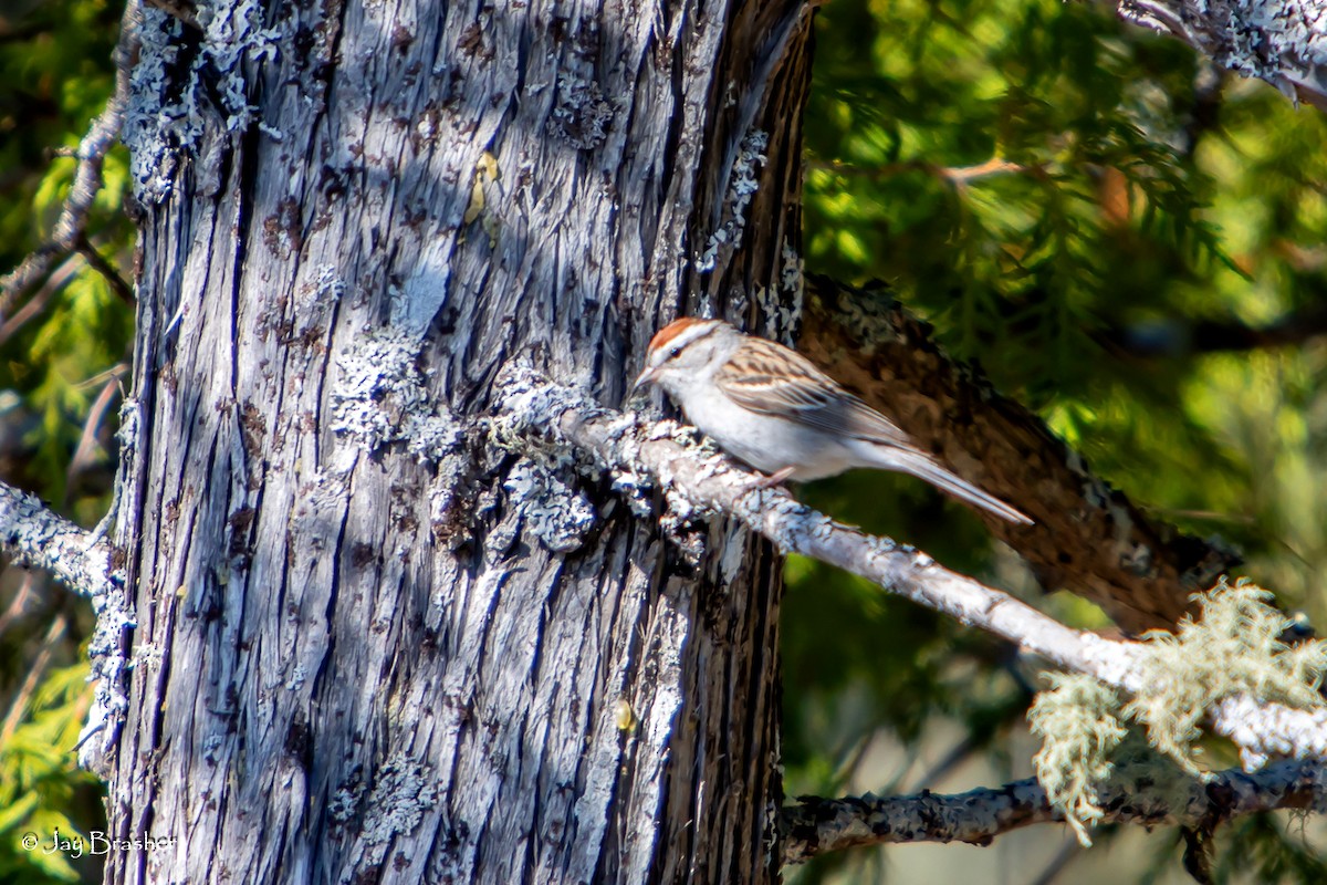 Chipping Sparrow - ML644494386
