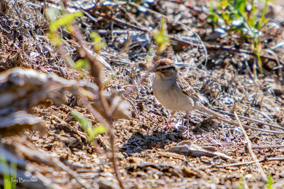 Chipping Sparrow - ML644494387