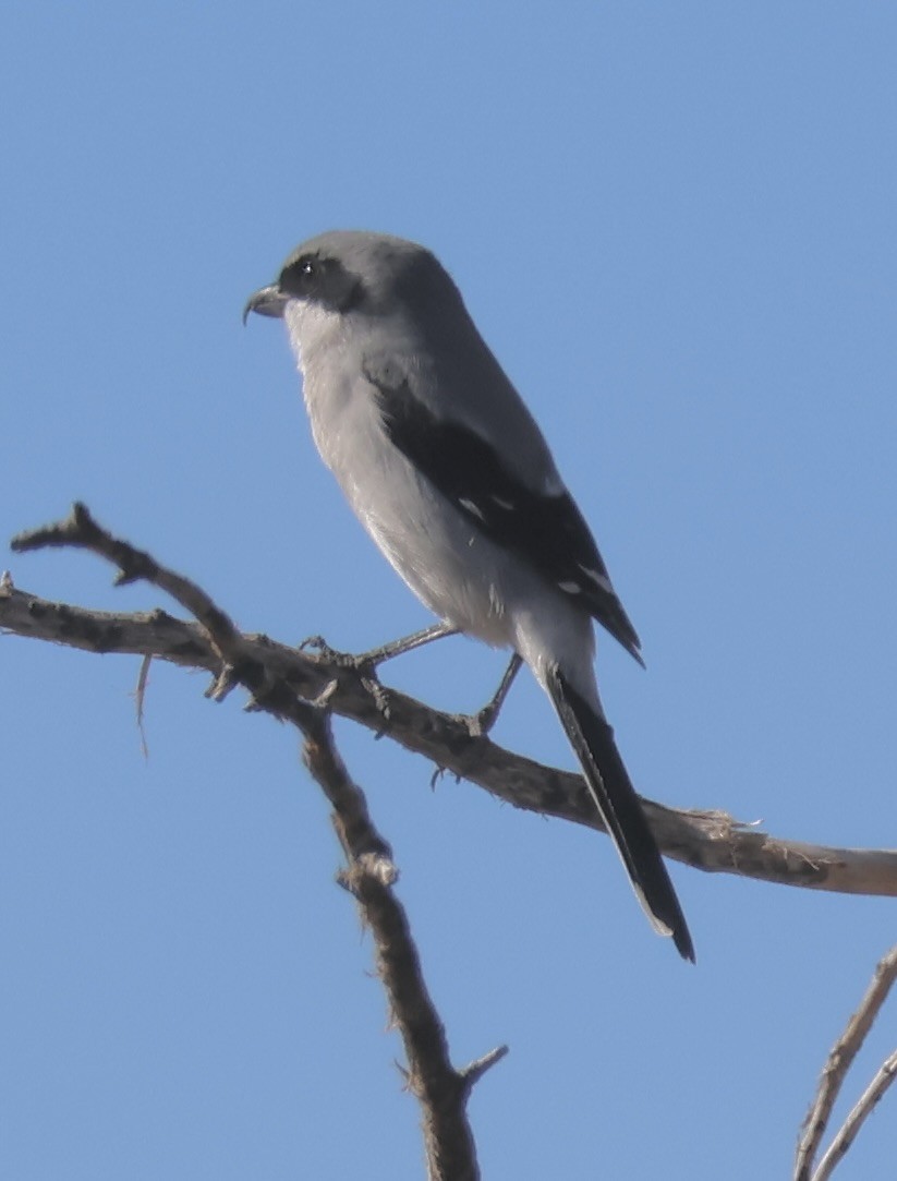 Louisianawürger - ML644494388