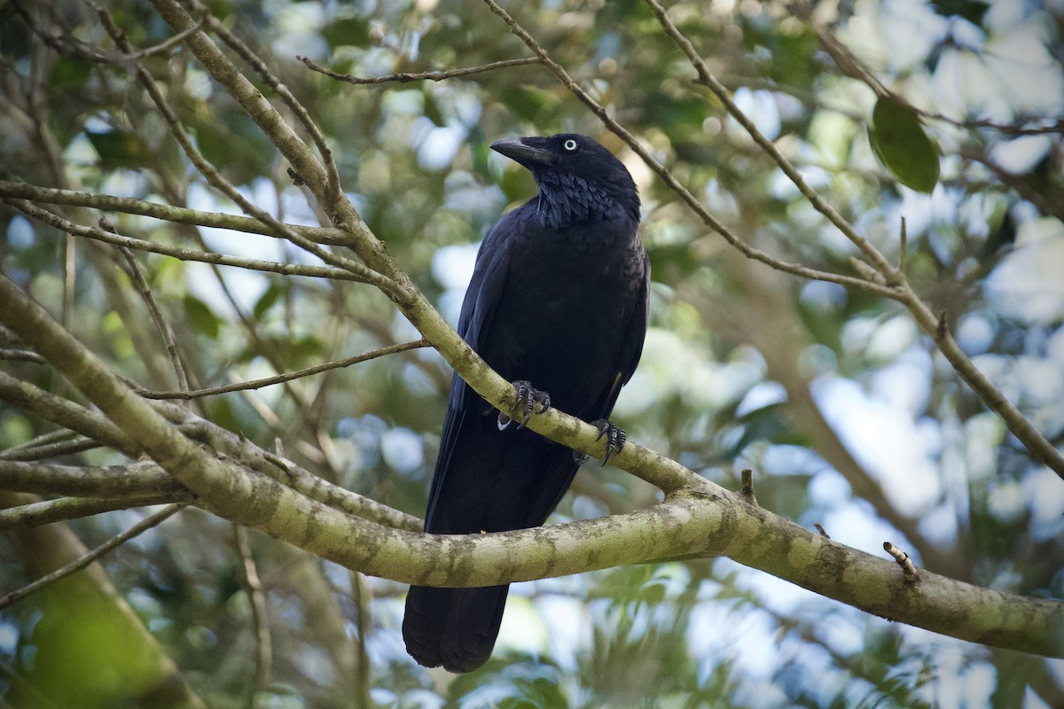 Australian Raven - ML644494391