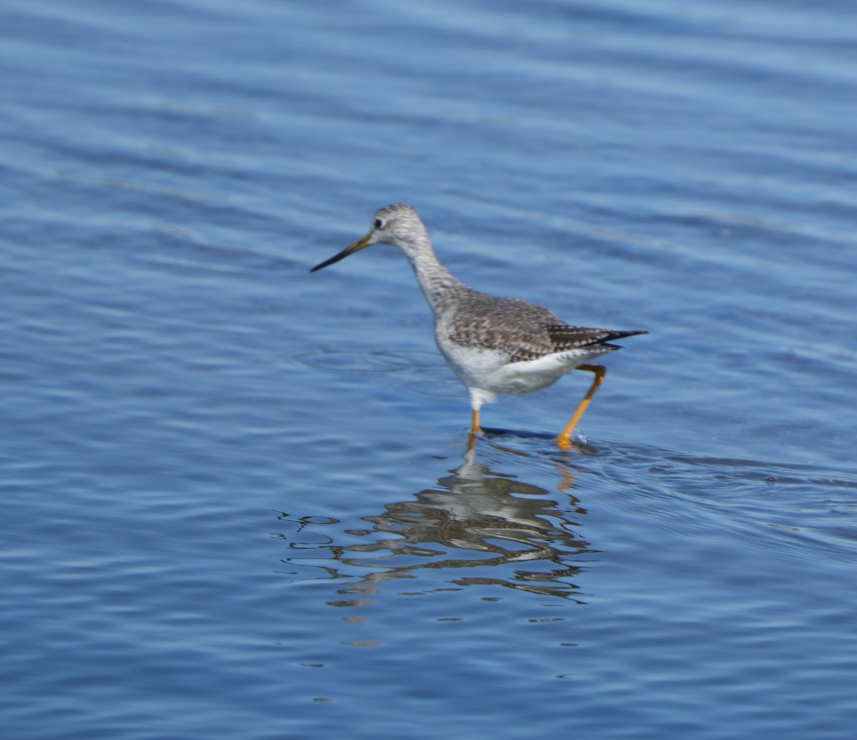 Tüpfelgelbschenkel - ML644494393