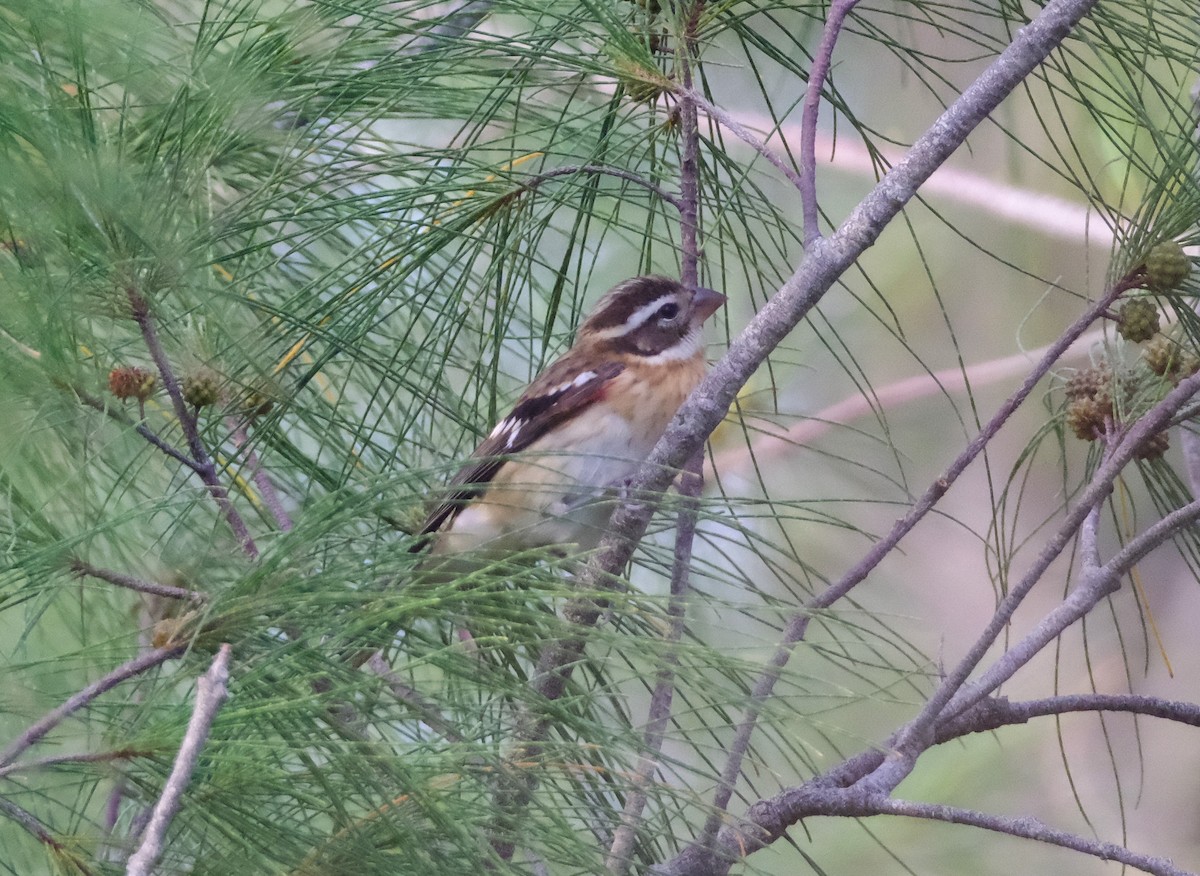 Rosenbrust-Kernknacker - ML644494394