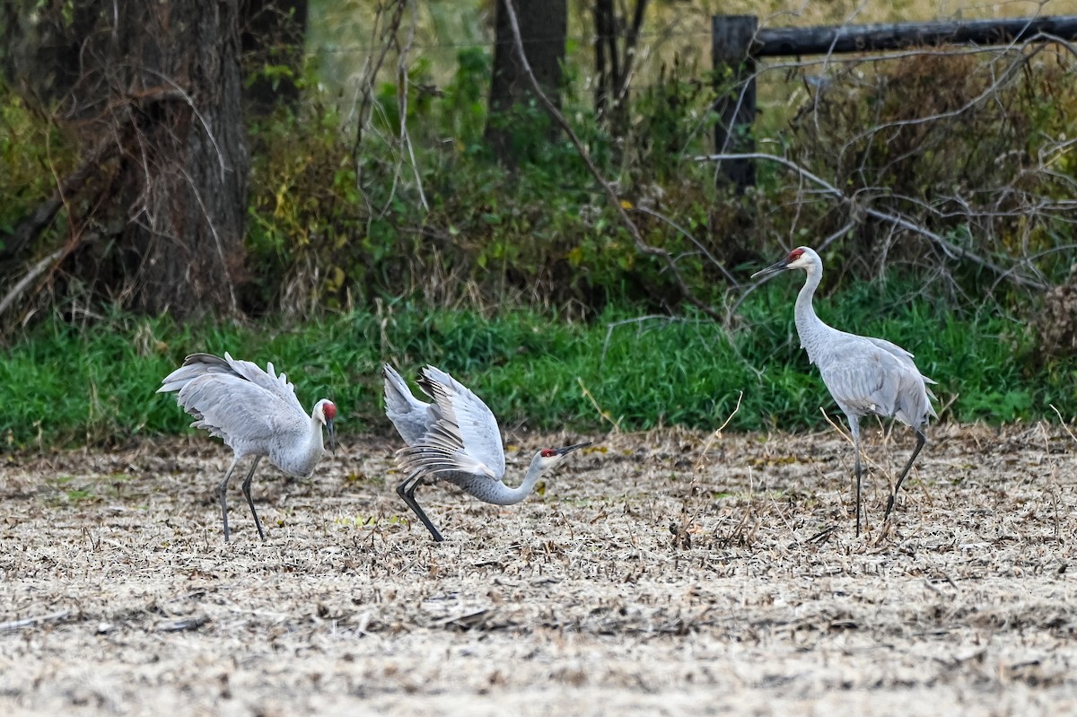 Kanadakranich - ML644494395