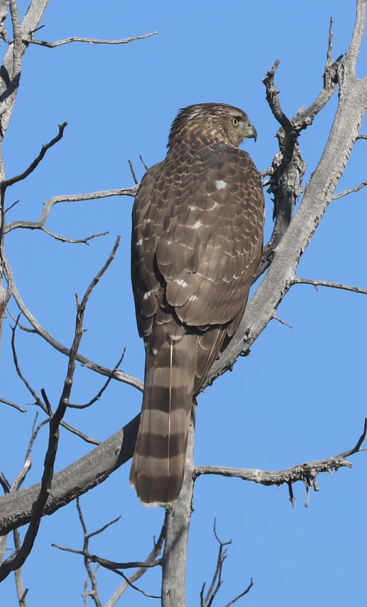 Rundschwanzhabicht - ML644494396