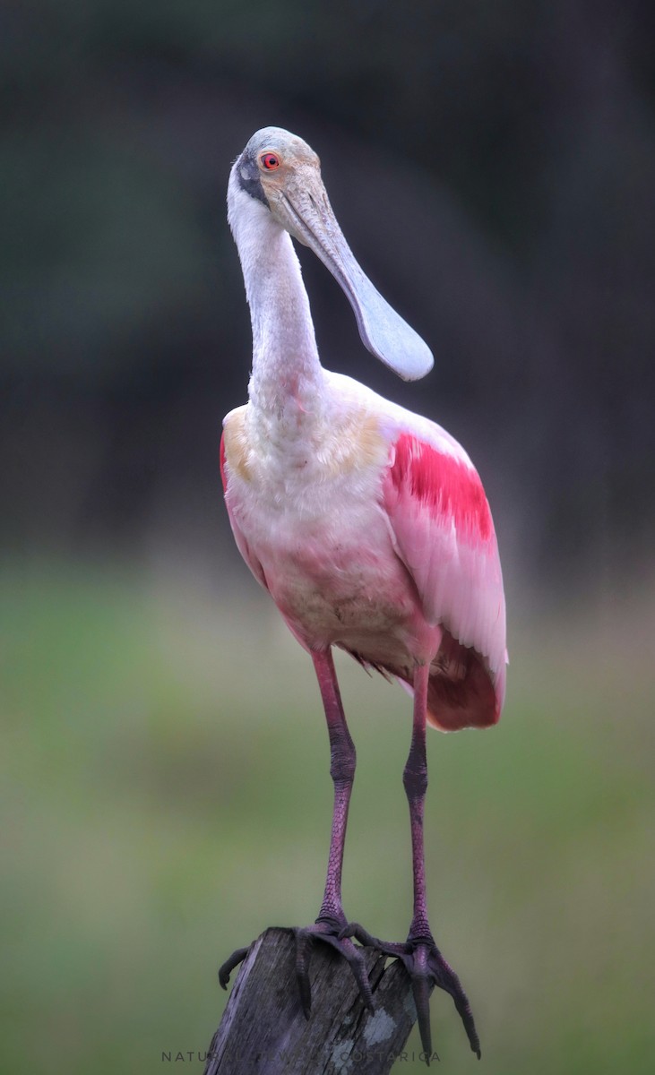 Rosalöffler - ML644494402