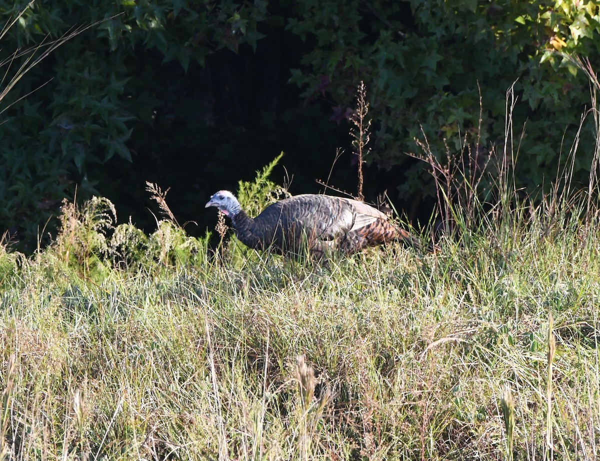 Truthuhn - ML644494404