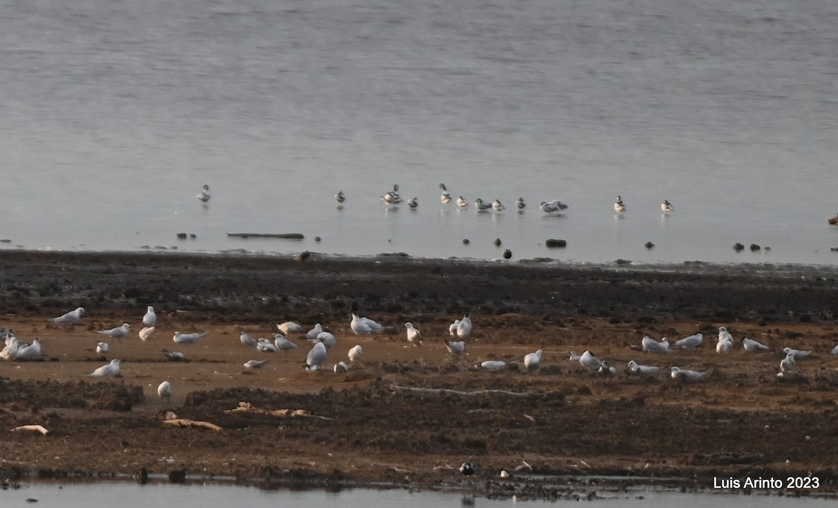 Pied Avocet - ML644494406
