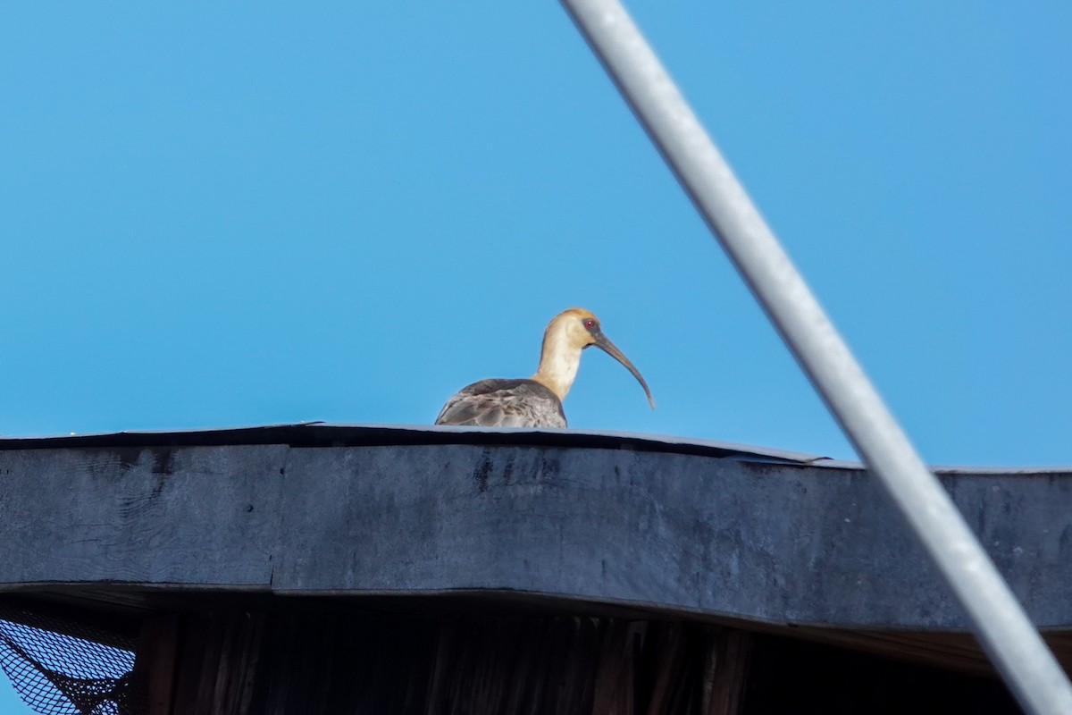 İbikli Sarıca Aynak - ML644494410