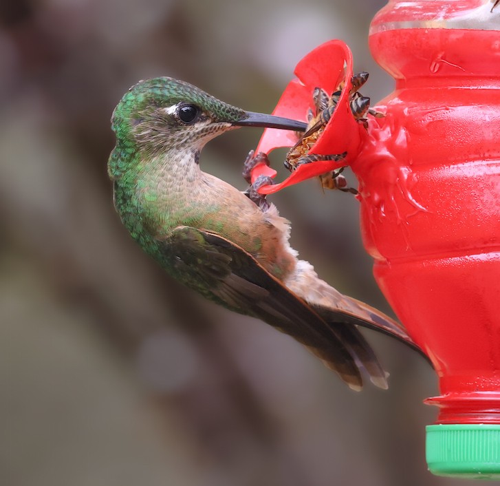 Braunbauch-Brillantkolibri - ML644494412