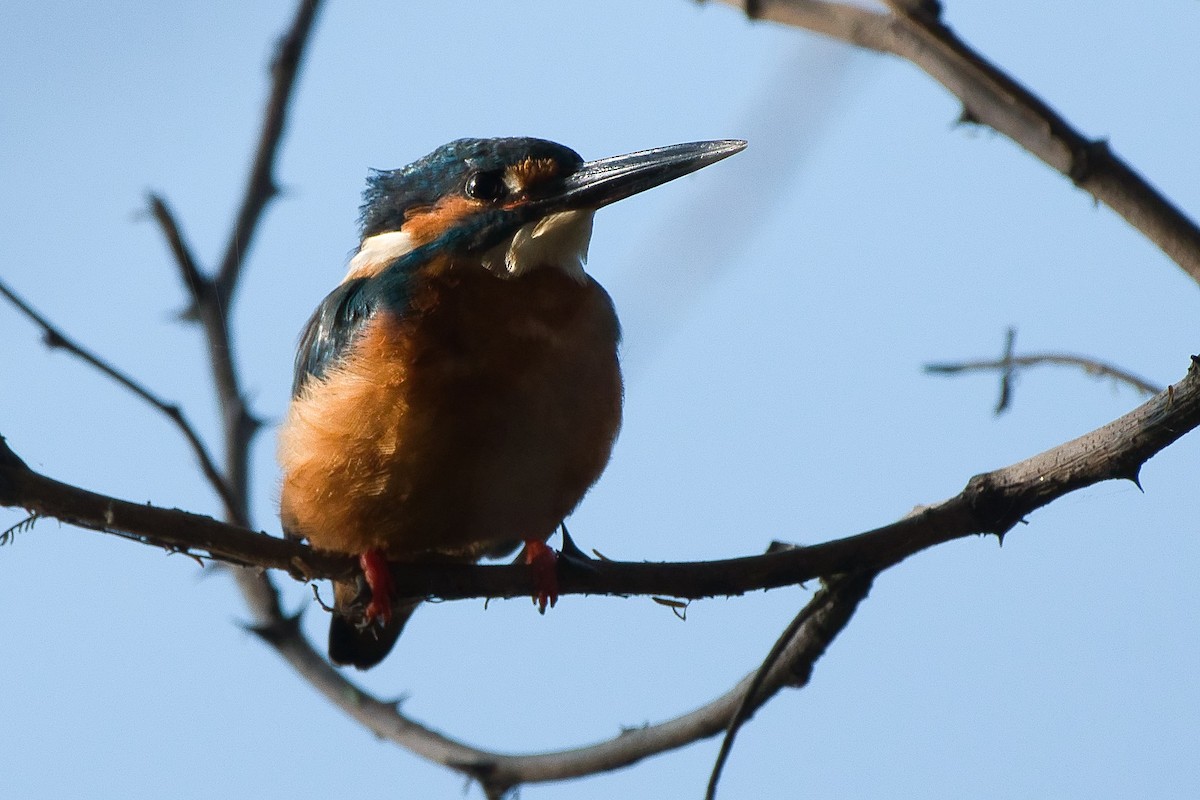 Eisvogel - ML644494413