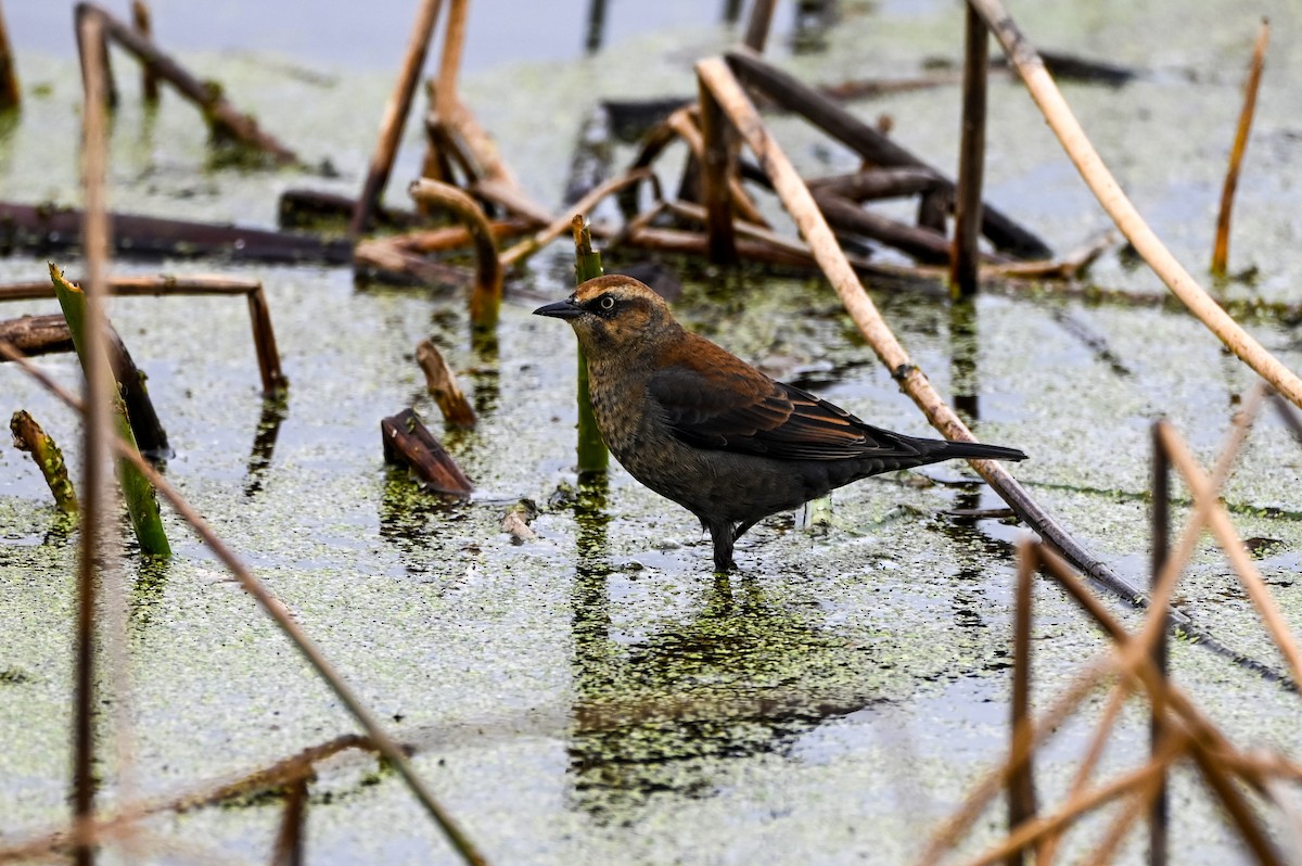 Roststärling - ML644494414