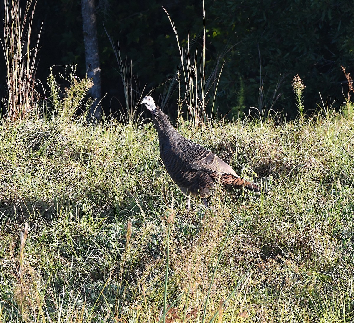 Truthuhn - ML644494415