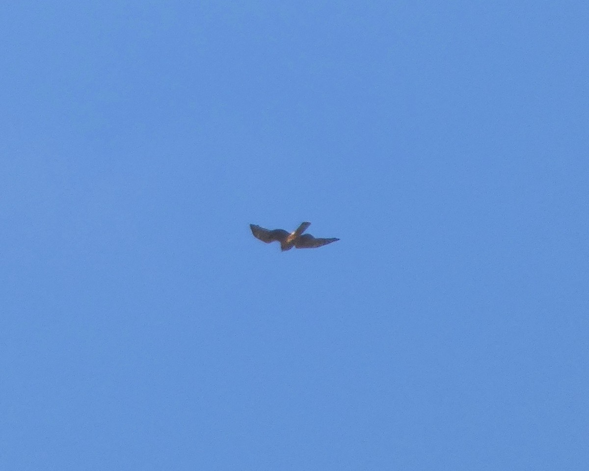 Rundschwanzhabicht - ML644494416