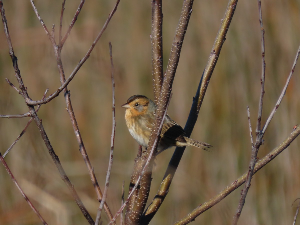 Nelsonammer - ML644494417