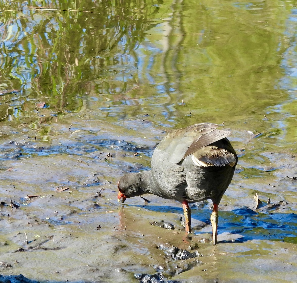 Papuateichhuhn - ML644494420