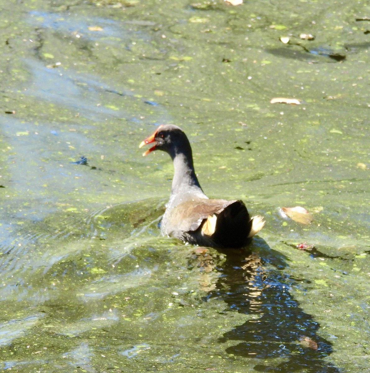 Papuateichhuhn - ML644494421