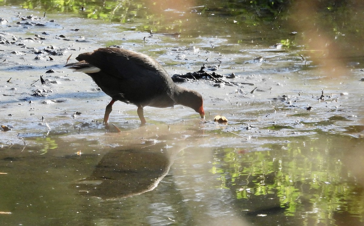 Papuateichhuhn - ML644494422