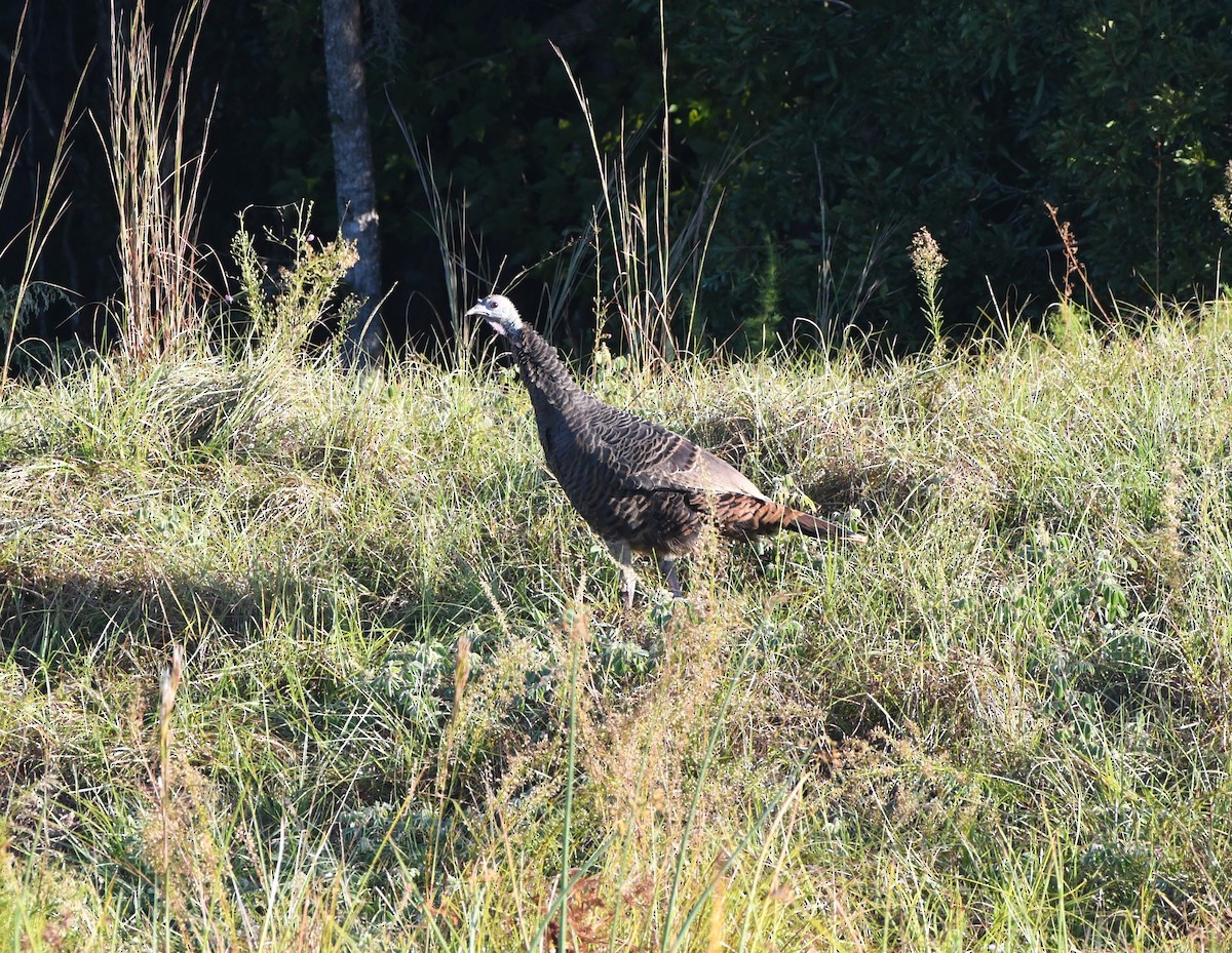 Truthuhn - ML644494423