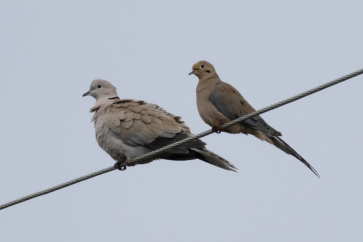 tyrkerdue - ML644494424