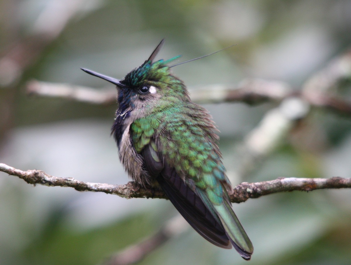 カンムリハチドリ - ML644494431