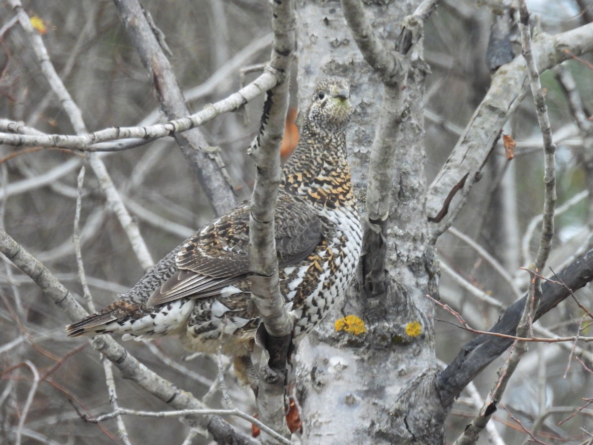 Gallo Canadiense - ML644494432