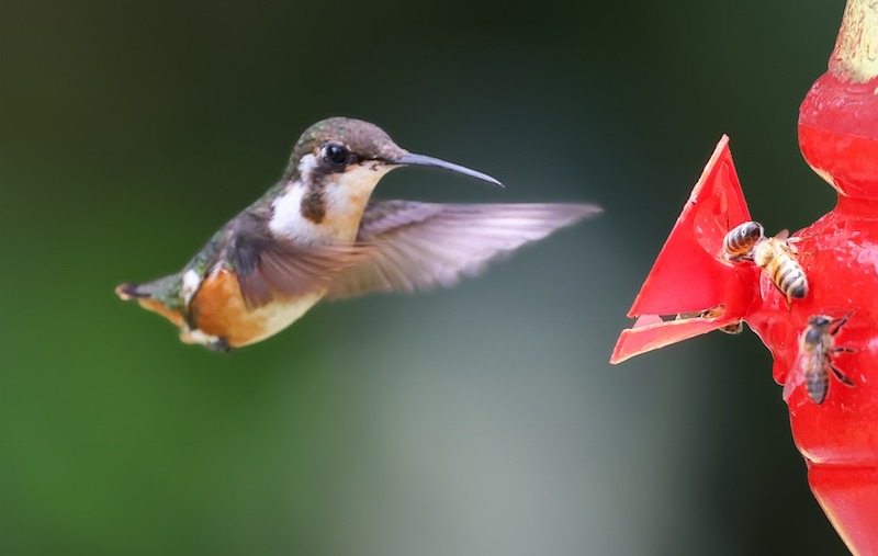 シロハラチビハチドリ - ML644494433