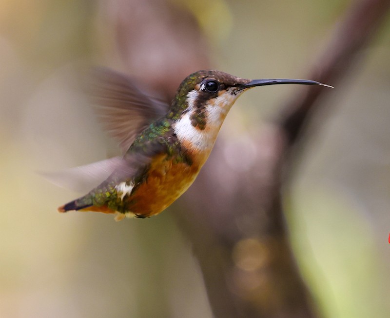 シロハラチビハチドリ - ML644494434