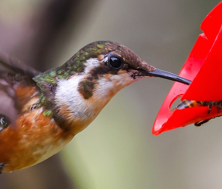 シロハラチビハチドリ - ML644494435