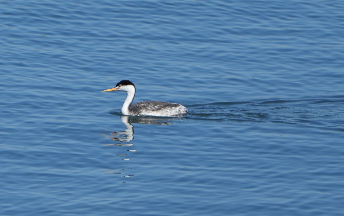 Grèbe à face blanche - ML644494438