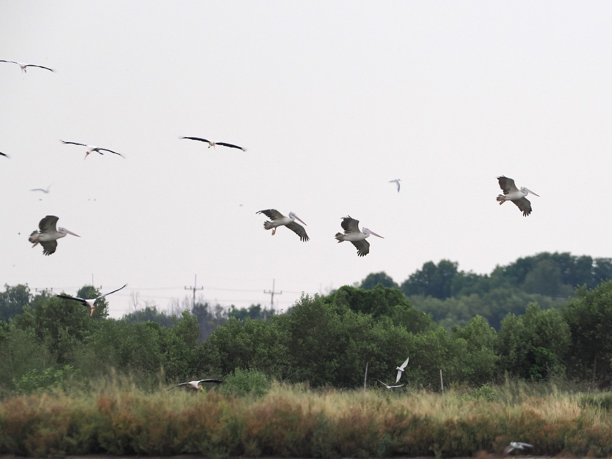Пестроклювый пеликан - ML644494444