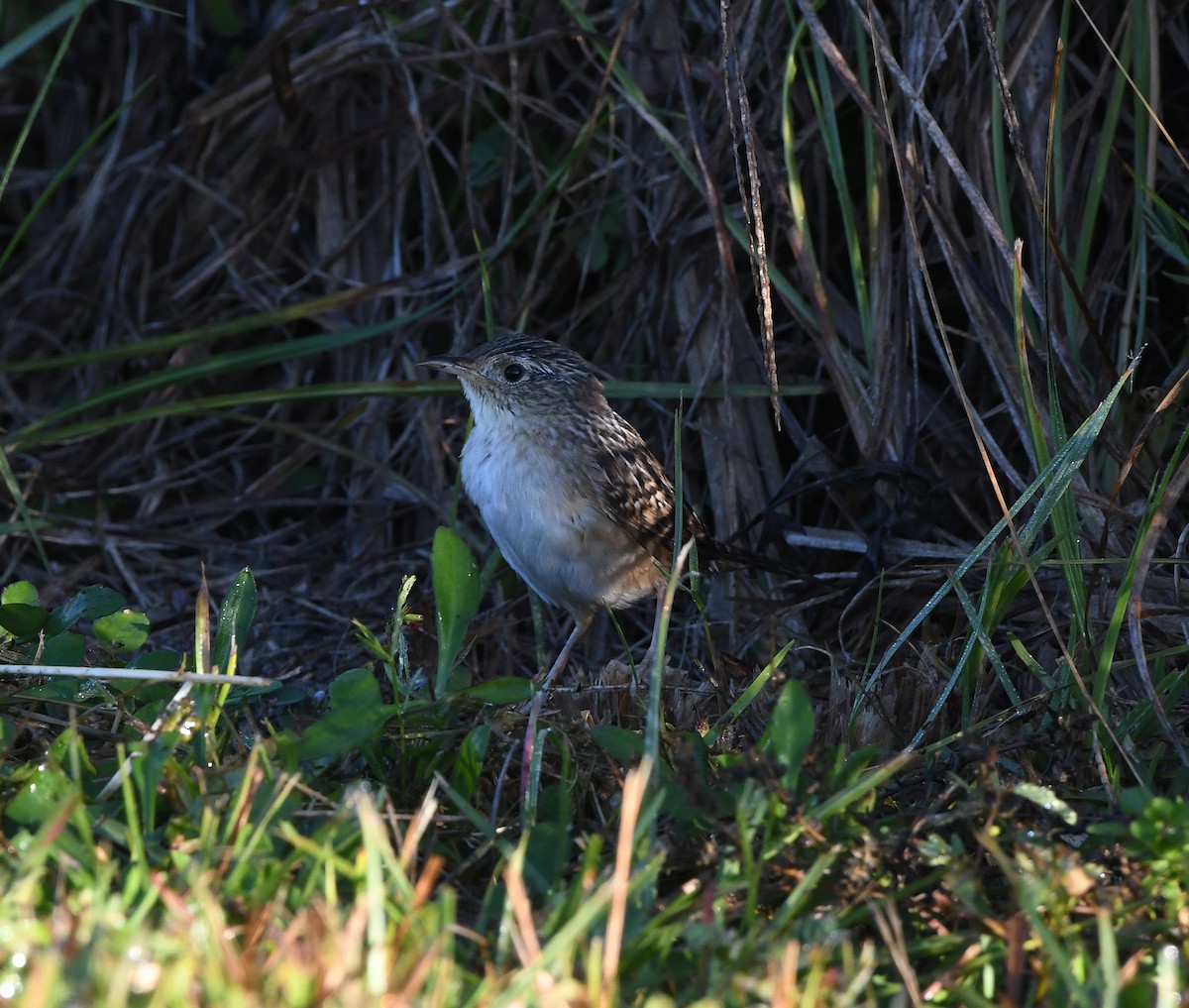 Sedge Wren - ML644494446