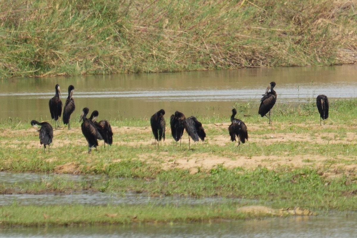 Matxardamoko beltza - ML644494451