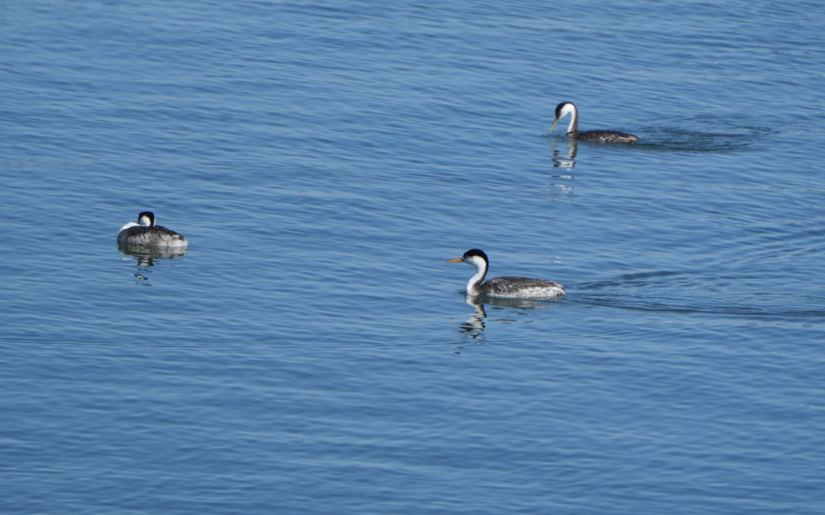 クビナガカイツブリ - ML644494453