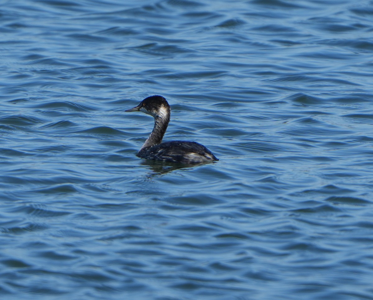 Eared Grebe - ML644494464